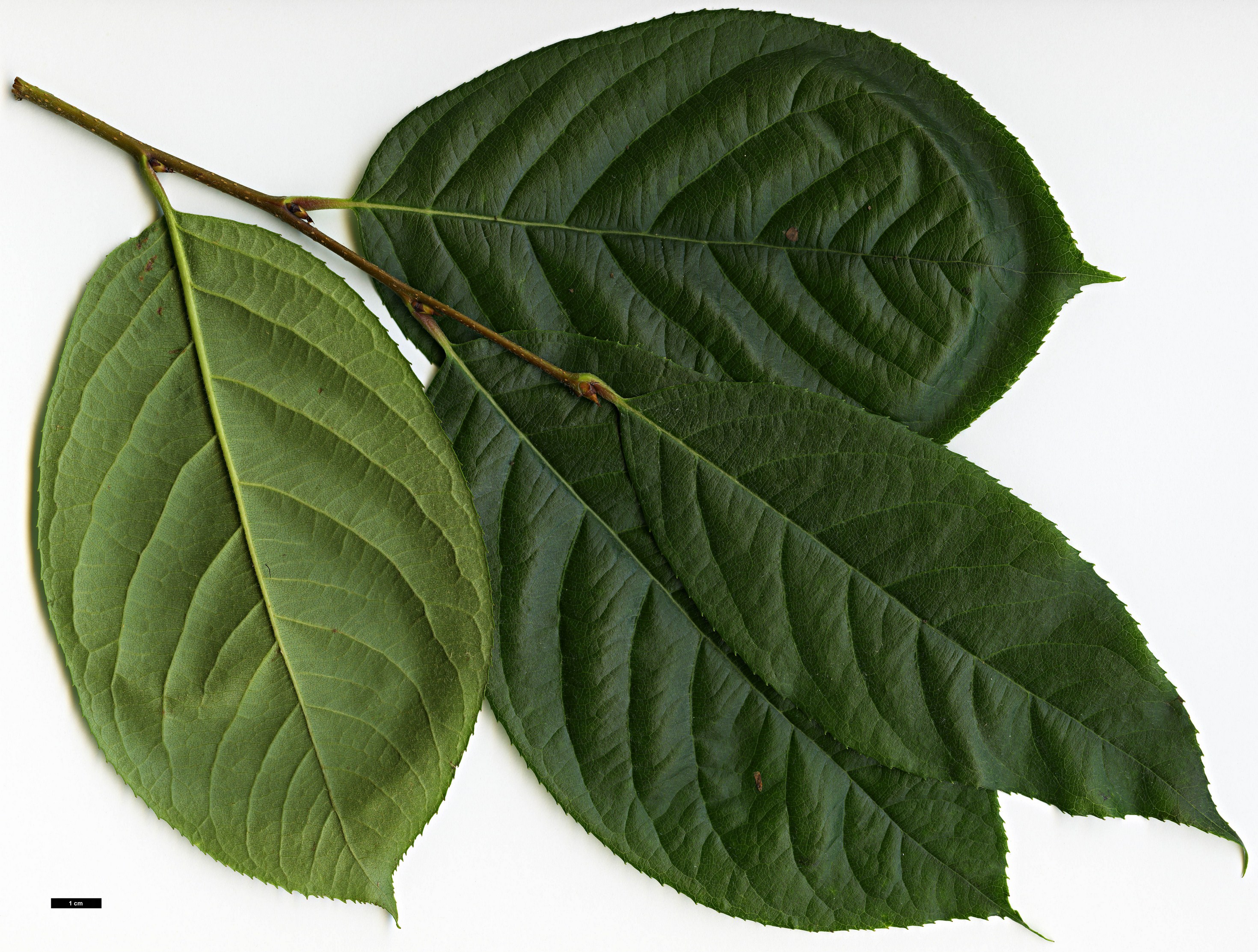 High resolution image: Family: Rosaceae - Genus: Photinia - Taxon: beauverdiana